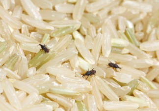大米里的虫子从哪里来 大米怎样保存不长虫