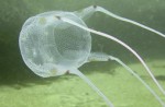 世界上最恐怖的动物 锥形蜗牛一滴毒液可以杀死20个人