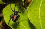 世界十大致命蜘蛛 排名第一的蜘蛛毒性比黑寡妇强20倍