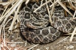 加拿大最危险的10种野生动物 草原响尾蛇只能排第三