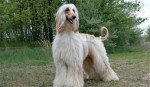 世界十大最漂亮的狗狗 二哈居然排名第一