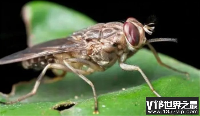 对人类威胁最大的五种动物  蚊子的危害远比你想象的可怕