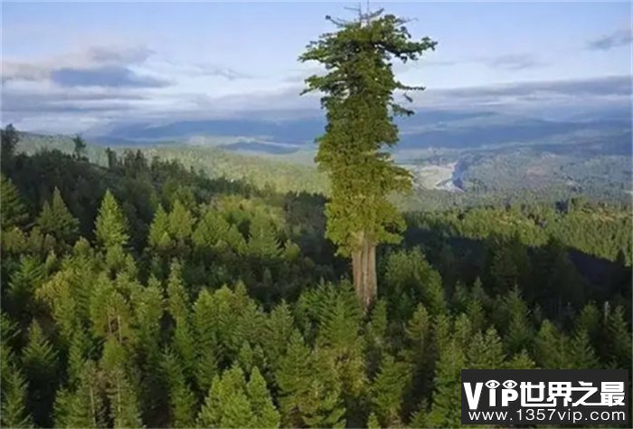 中国最高的大树 高度来到83.2m（最高大树）