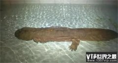 2015年 重庆发现野生娃娃鱼 重102斤 身长1.4米 有200多岁了