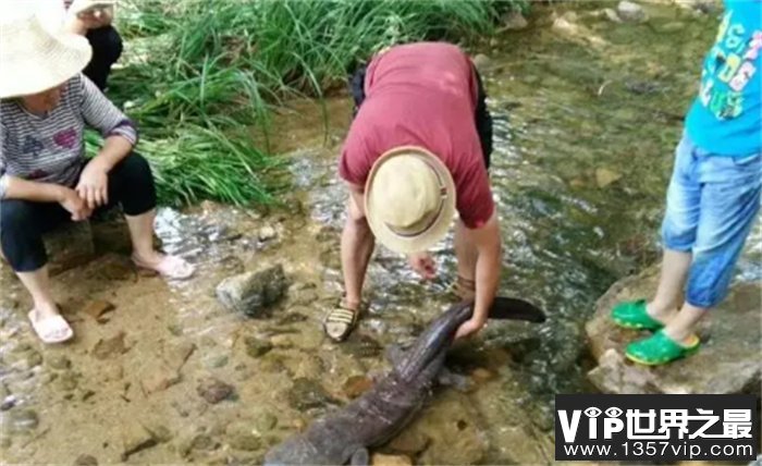 2015年 重庆发现野生娃娃鱼 重102斤 身长1.4米 有200多岁了
