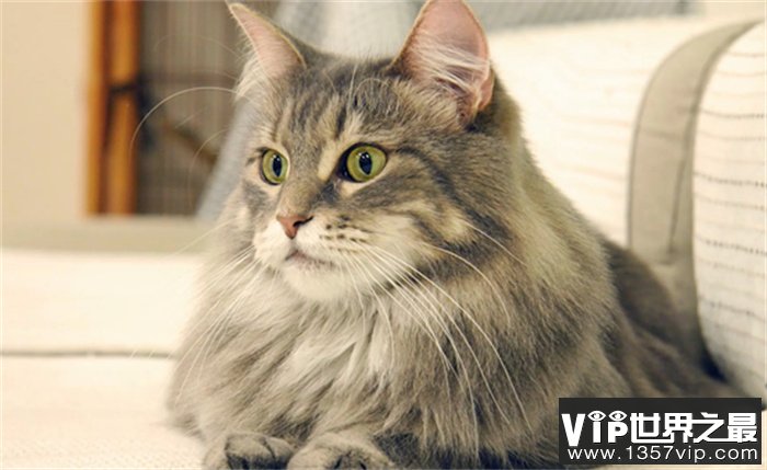 世界上最大的猫咪 身体长度超过1m（大型猫咪）