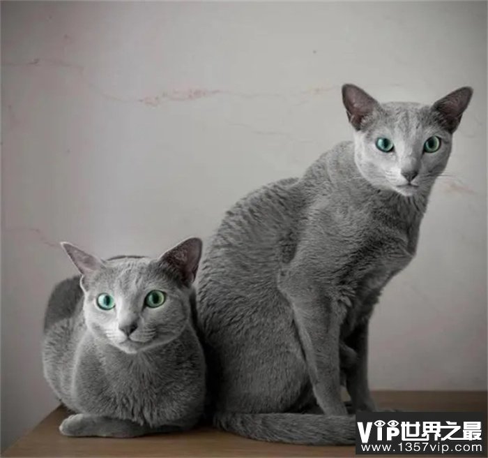 世界上最贵的十种猫咪盘点，最贵的70万一只，你喜欢哪个