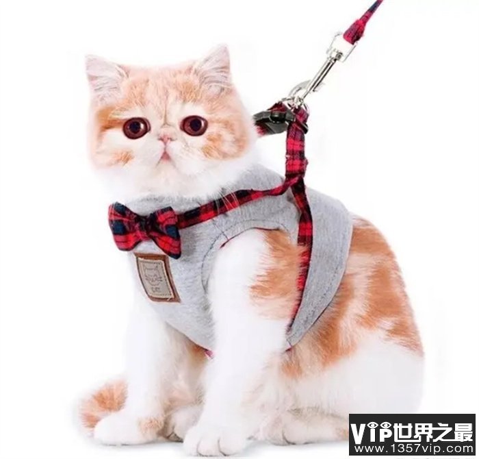 世界上最贵的十种猫咪盘点，最贵的70万一只，你喜欢哪个