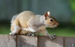 世界十大最聪明的动物小偷 松鼠连同类的食物也偷