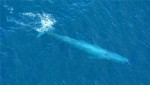 世界十大最重的动物 蓝鲸的舌头和大象一样重