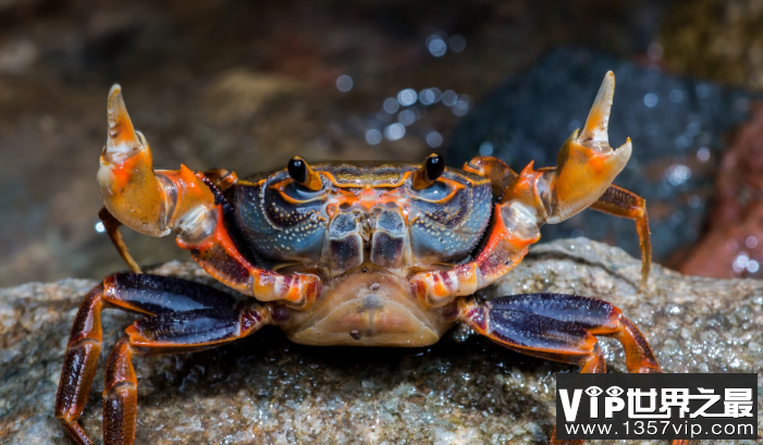 螃蟹的行为是否与潮汐有关 蚂蚁森林神奇海洋9月19日答案
