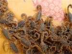 全球十大昆虫美食 中国活蝎子上榜