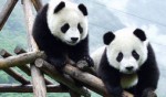 中国十大珍稀动物 大熊猫只剩下1800多只了