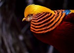 世界十大美丽鸟类 中国锦鸡排名第三