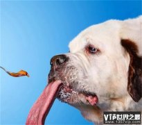 舌头最长的狗 美国的一只圣伯纳犬（最长舌头）