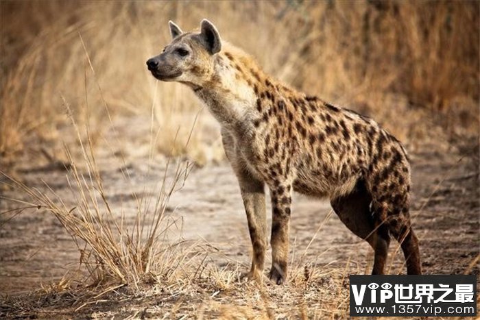 为什么斑鬣狗的前肢很长  后肢却很短  这具有什么进化优势吗