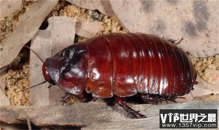 澳大利亚巨型蟑螂  最大九厘米  十分聪明  有人将其作为宠物饲养