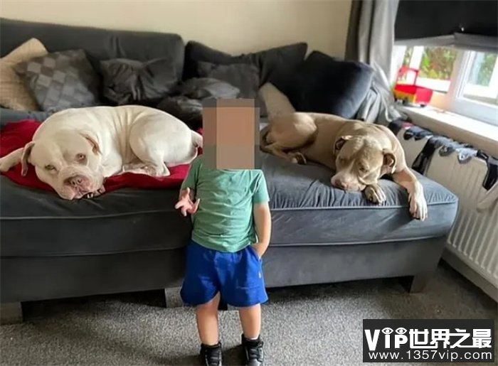 英国女遛狗师疑被8只狗咬死，带头的居然是被自己收养的比特犬
