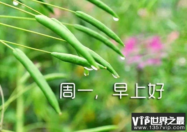 周一发朋友圈的句子和图片 周一正能量早安问候语