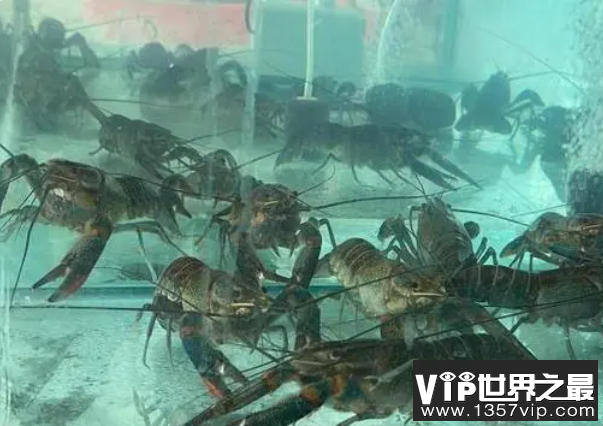 新疆没有海为什么能养海鲜 海鲜陆养是什么意思
