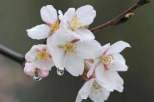 最常见的十大樱花品种，寒绯樱上榜，第一赏花期较短