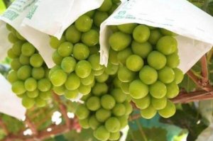 最常见的十大葡萄品种，夏黑葡萄上榜，