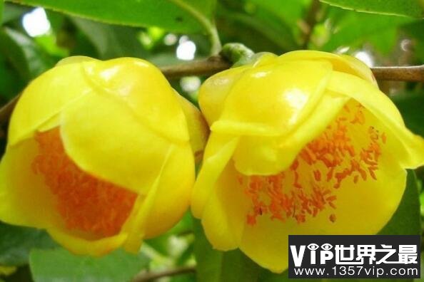 中国十大最稀有的花——金花茶