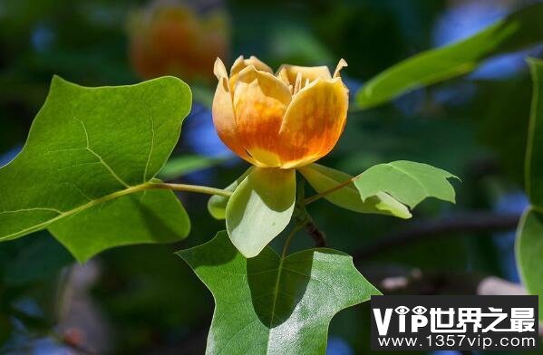 中国十大最稀有的花——鹅掌揪
