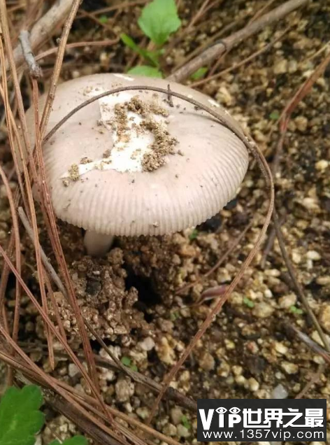 云南发现1.4公斤重大鸡枞 鸡枞菌可以人工种植吗