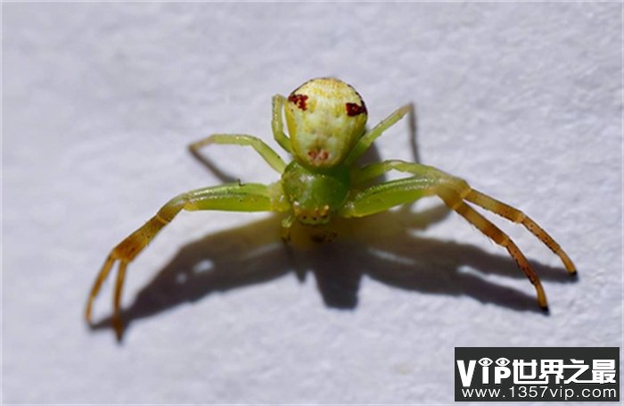 世界上最诡异的蜘蛛 身体上有一张人脸（人面蜘蛛）