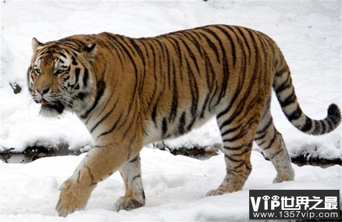 世界上最大的猫科动物 体重来到350kg（东北虎）