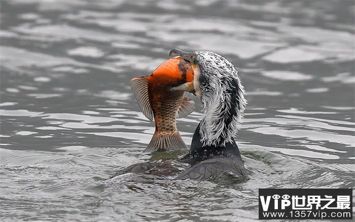 鸬鹚