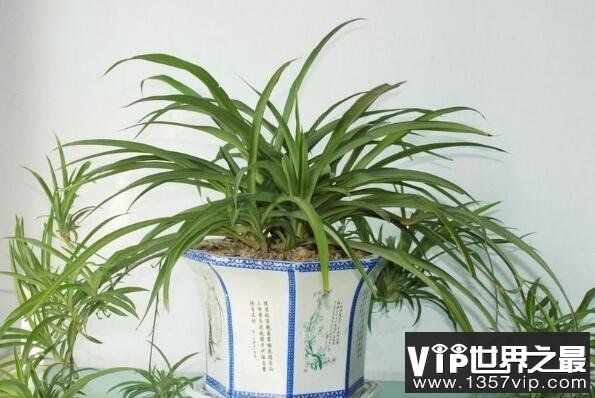 最适合养在室内的植物——吊兰