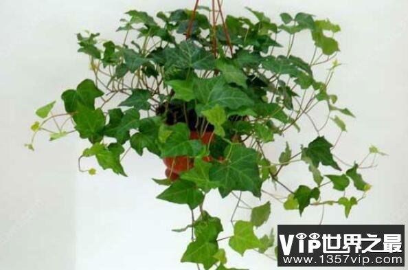 最适合养在室内的植物——常春藤