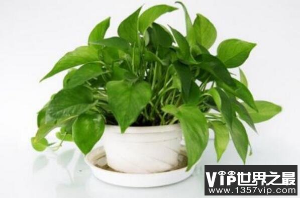 最适合养在室内的植物——绿萝