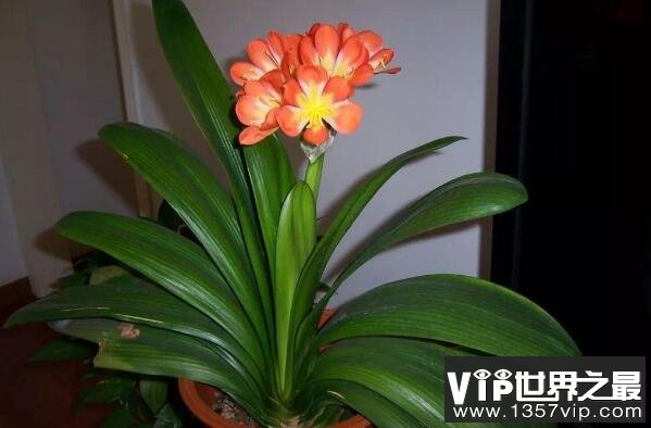 最适合养在室内的植物——君子兰
