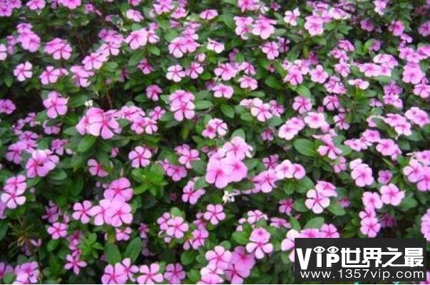 家养有毒植物——长春花