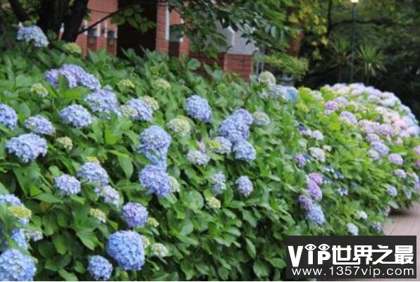 家养有毒植物——八仙花