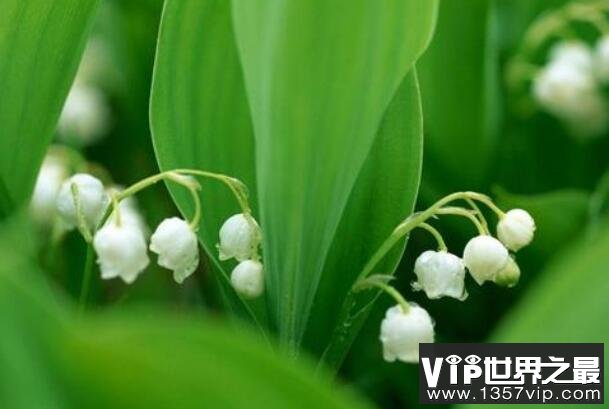 家养有毒植物——山谷百合