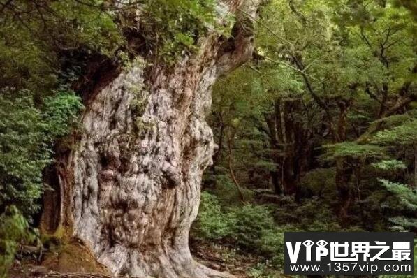 世界十大最古老树木 中国贵州长顺古银杏树上榜，第一树龄9500年
