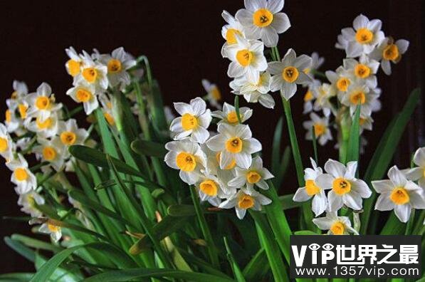 世界最毒的花——水仙花