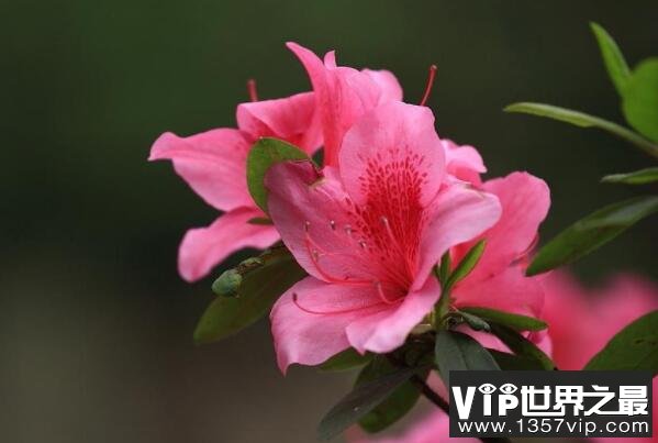 家养有毒植物——杜鹃花