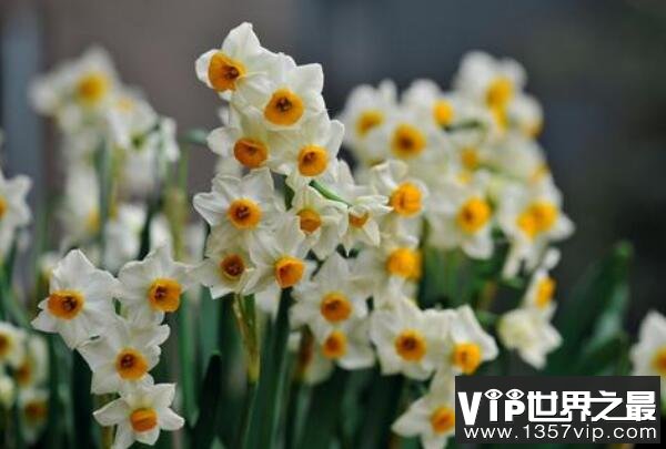 家养有毒植物——水仙花