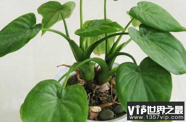 家养有毒植物——滴水观音