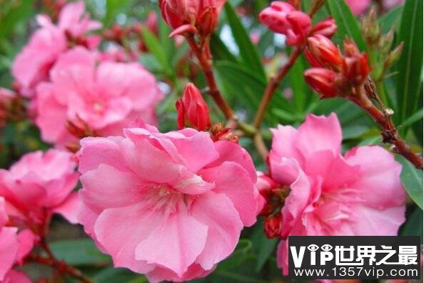家养有毒植物——夹竹桃