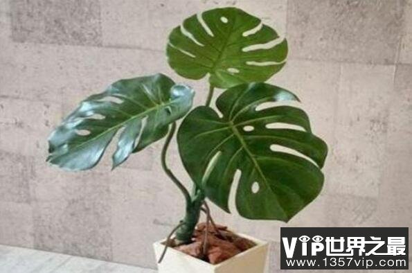 家养有毒植物——龟背竹
