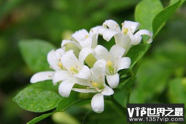 家养有毒植物——夜来香