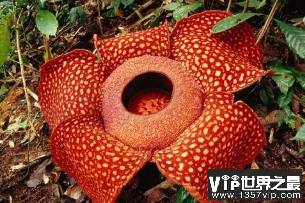 世界上十大最令人惊讶的奇异植物——大王花