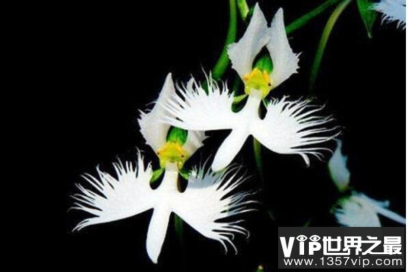 世界上十大最令人惊讶的奇异植物——白鹭花