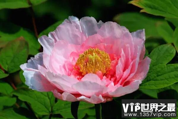 中国传统十大名花——牡丹